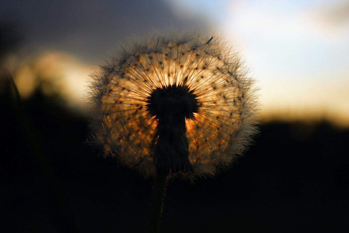 A dandelion seed head in warm evening light